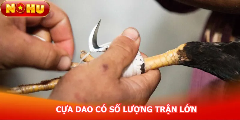 cua-dao-co-so-luong-tran-lon