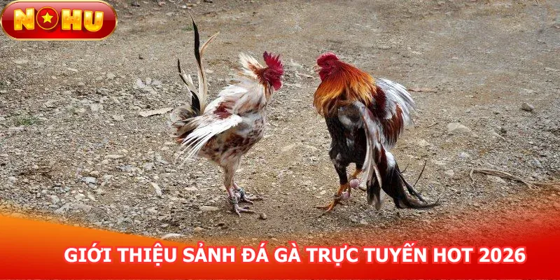 gioi-thieu-sanh-da-ga-truc-tuyen-hot-2026